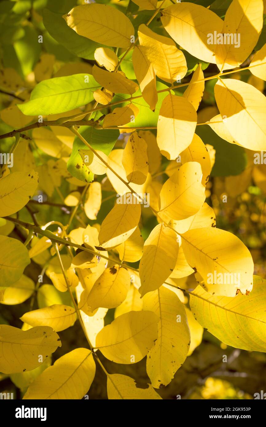 Noce (Juglans regia), foglie d'autunno, Germania Foto Stock