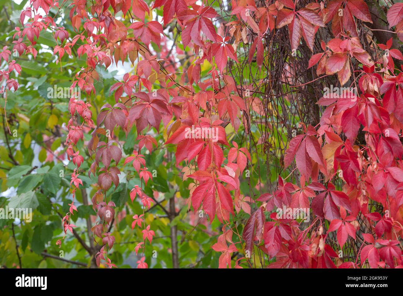 Virginia Creeper, Five Finger (Parthenocissus quinquefolia), foglie d'autunno Foto Stock