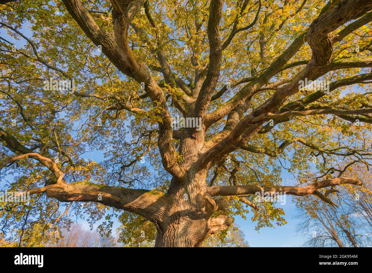 Quercia (Quercus spec.), quercia singola al giardino del castello Jersbek, Germania, Schleswig-Holstein, Bargfeld-Stegen, Jersbek Foto Stock