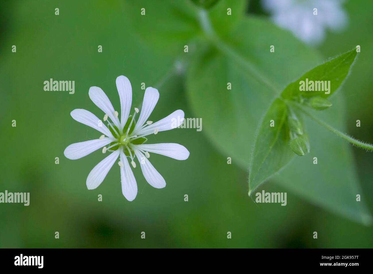 Stitchwort in legno (Stellaria nemorum), germe di fiori e fiori, Germania Foto Stock