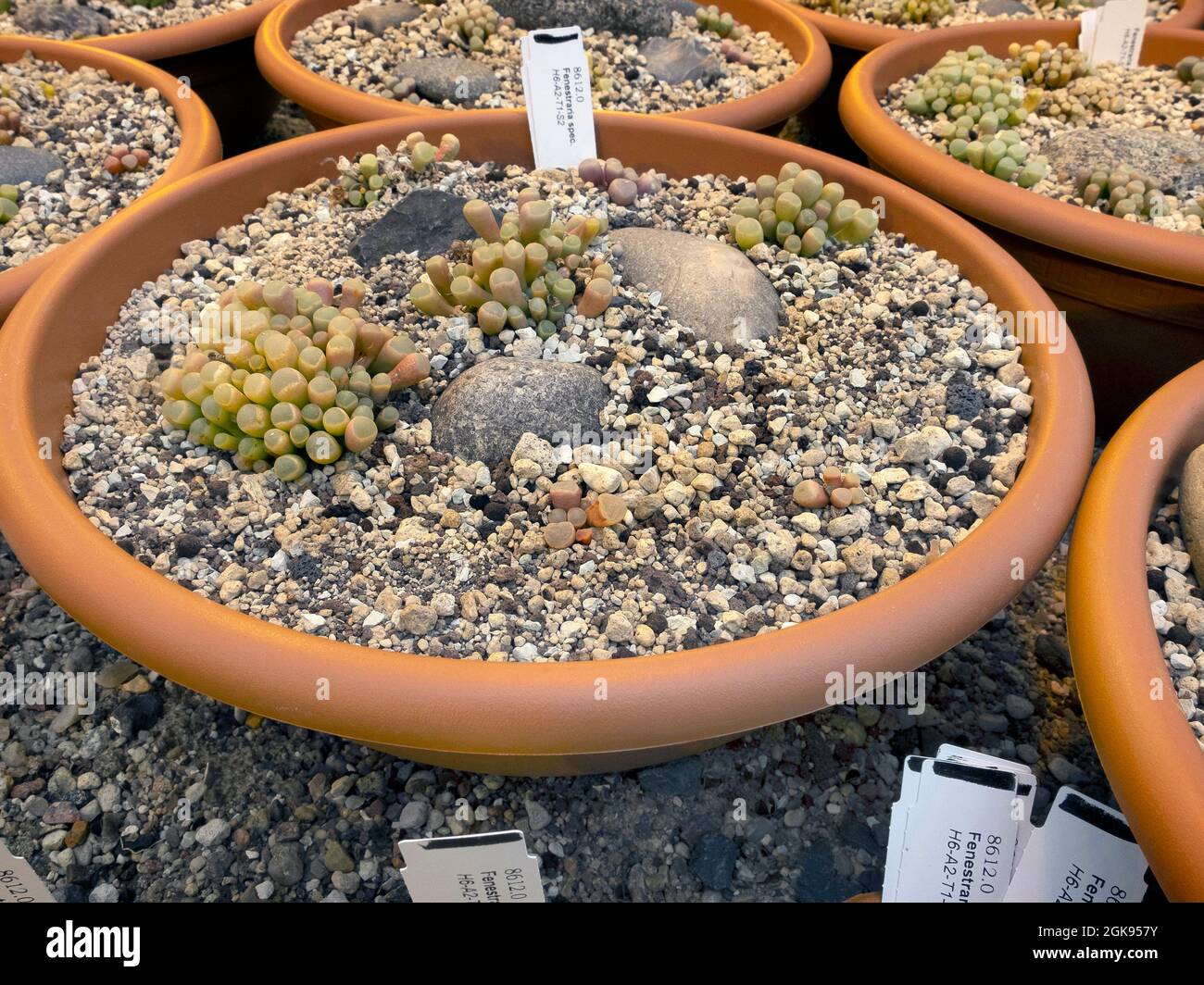 Serra al giardino botanico Flottbek, piantagione di pietre vive, Germania, Amburgo-Flottbek Foto Stock