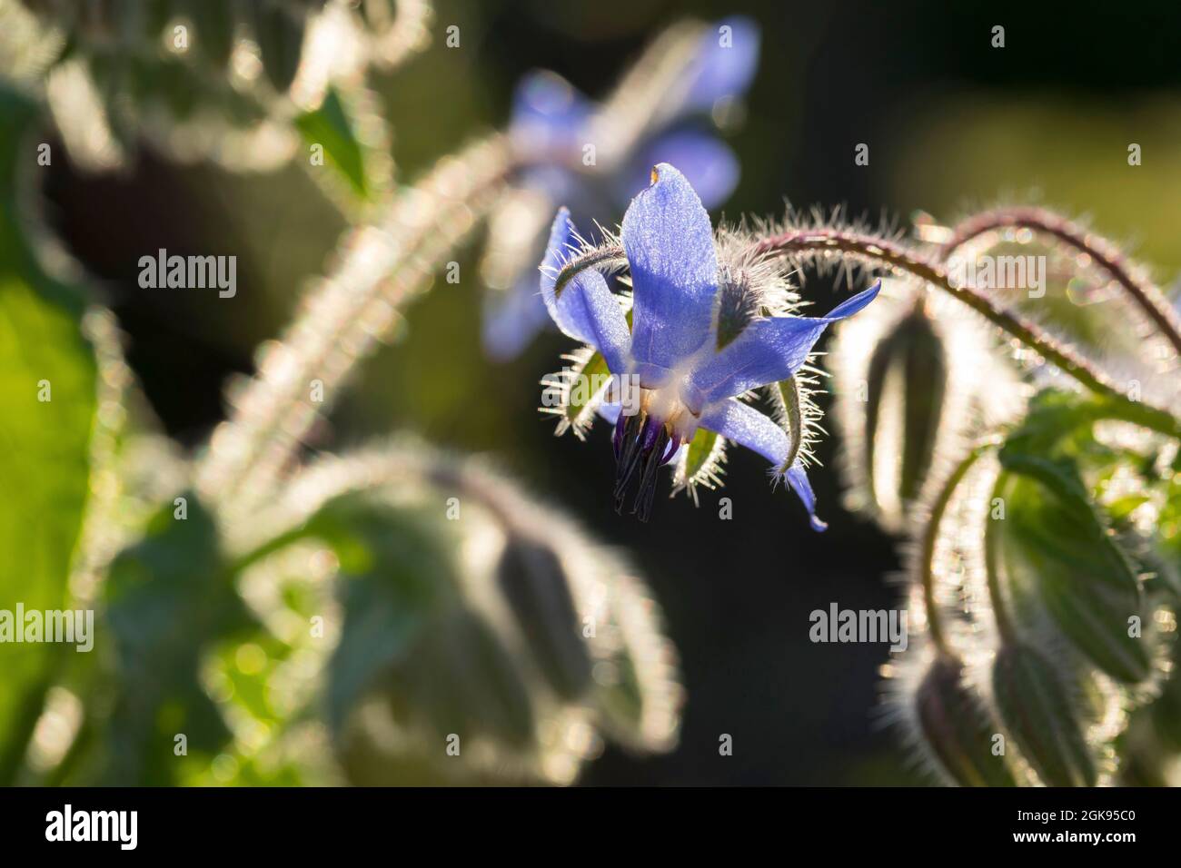 Comune borragine (Borago officinalis), fiore in controluce Foto Stock