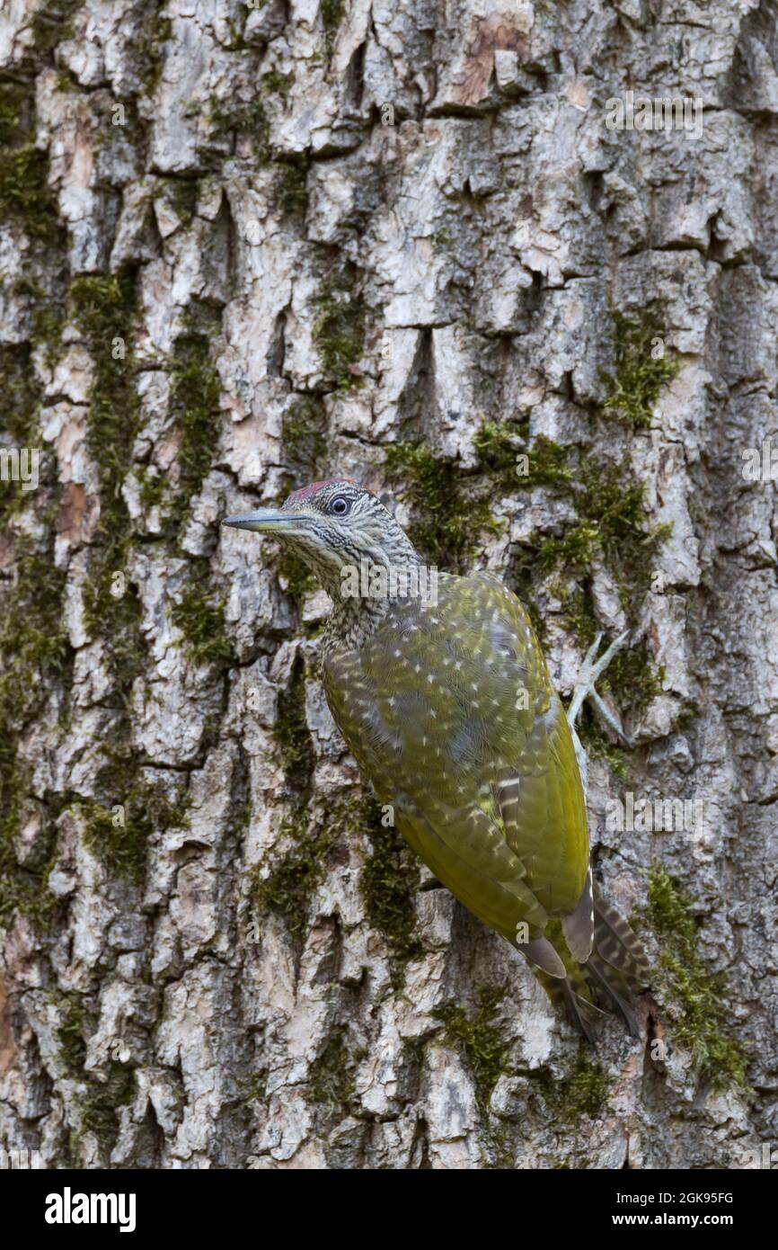 Picchio verde (Picus viridis), giovane arroccato su un tronco di albero che guarda indietro, Germania Foto Stock