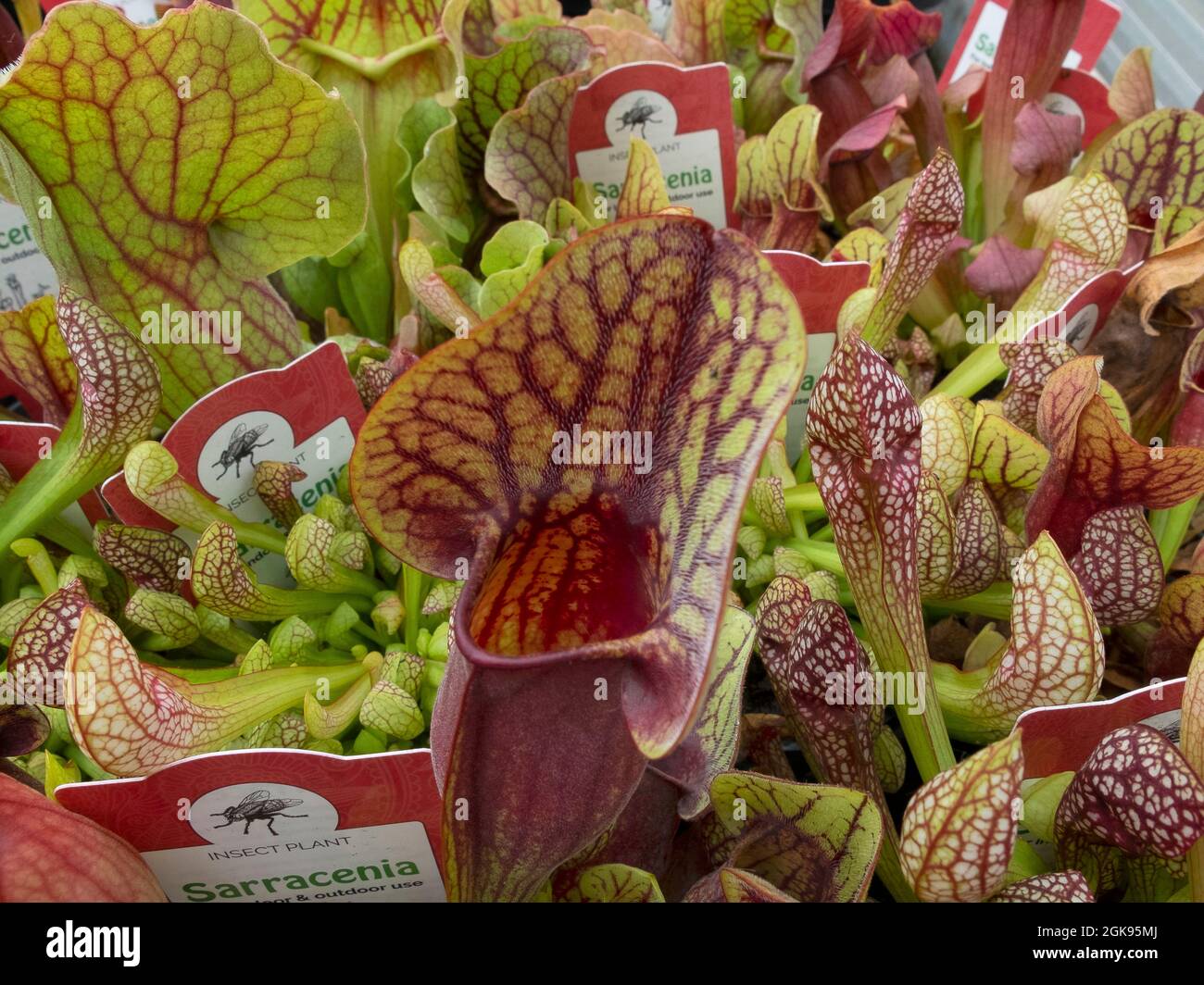 Impianto di caraffa (Sarracenia spec), impianti carnivori da vendere, Germania Foto Stock