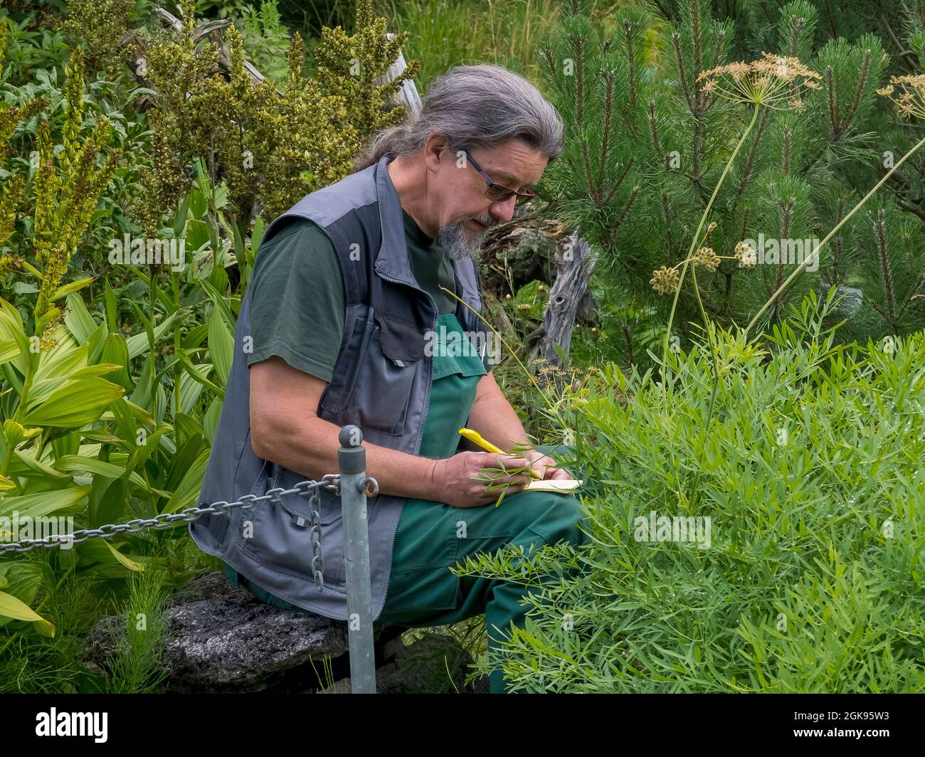 Botanista allo stagno dei Giardini Botanici Flottbek, Germania, Amburgo-Flottbek Foto Stock