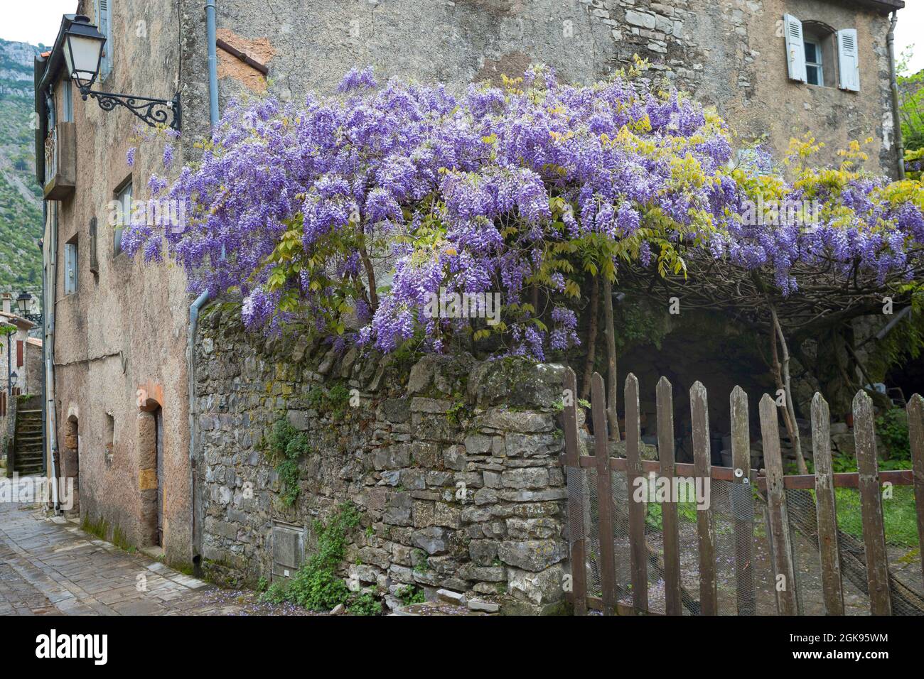 Glicine cinese (Wisteria sinensis), fiorente in una vecchia casa, Germania Foto Stock