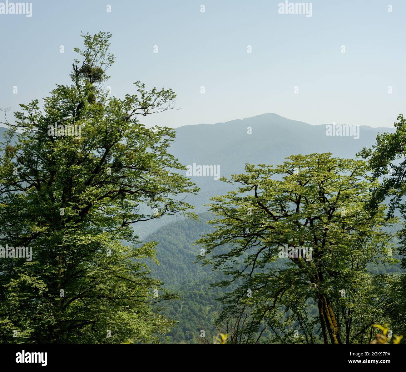 Foresta di faggi con alberi molto vecchi alla luce del sole, provincia di gilan, iran Foto Stock