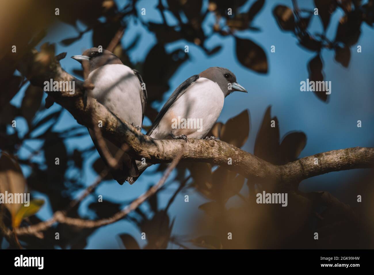 Woodswallow (Artamus leucorhynchus) in Australia Foto Stock