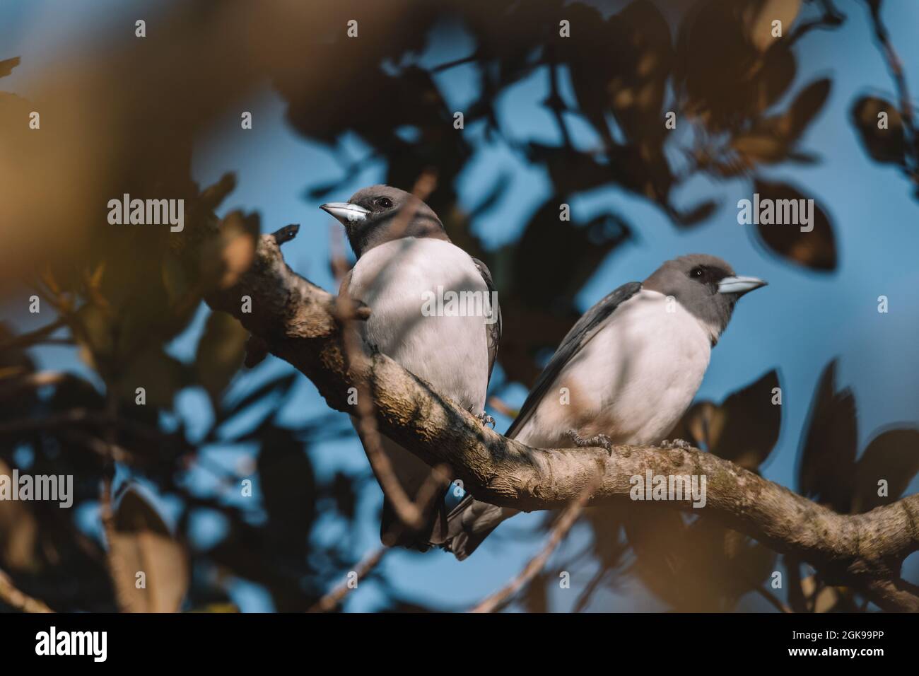 Woodswallow (Artamus leucorhynchus) in Australia Foto Stock