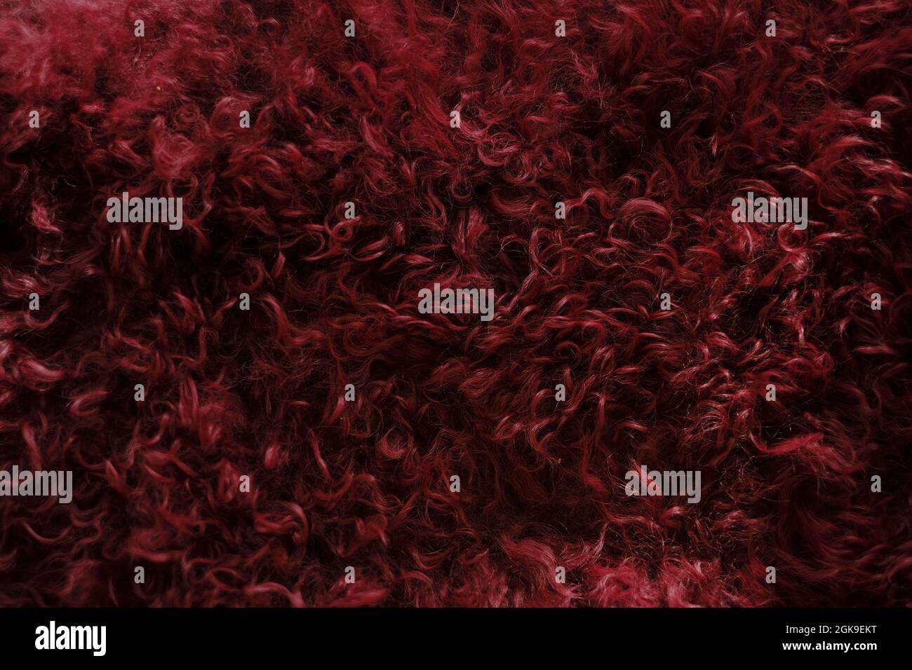 vera lana. Sfondo pelliccia. Texture soffice in pelliccia di borgogna. Texture in pelliccia rossa. Superficie di pelliccia di capra. Texture in pelliccia soffice e calda. Foto Stock