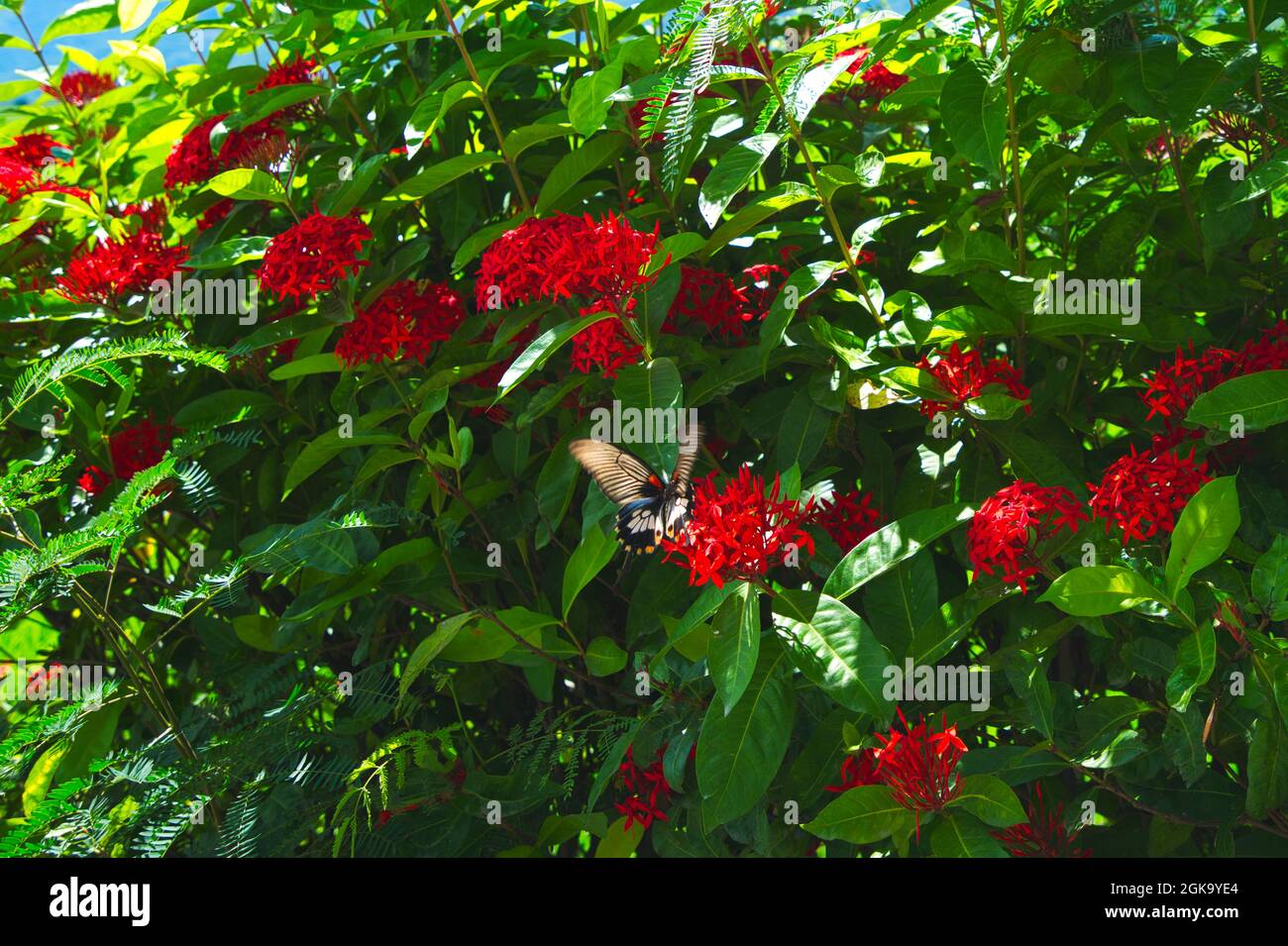 Una farfalla a strisce bianche e nere le ali si falda su un fiore rosso. Giorno di sole. East Rift Valley National Scenic Area, contea di Taitung, Taiwan. 2021 Foto Stock