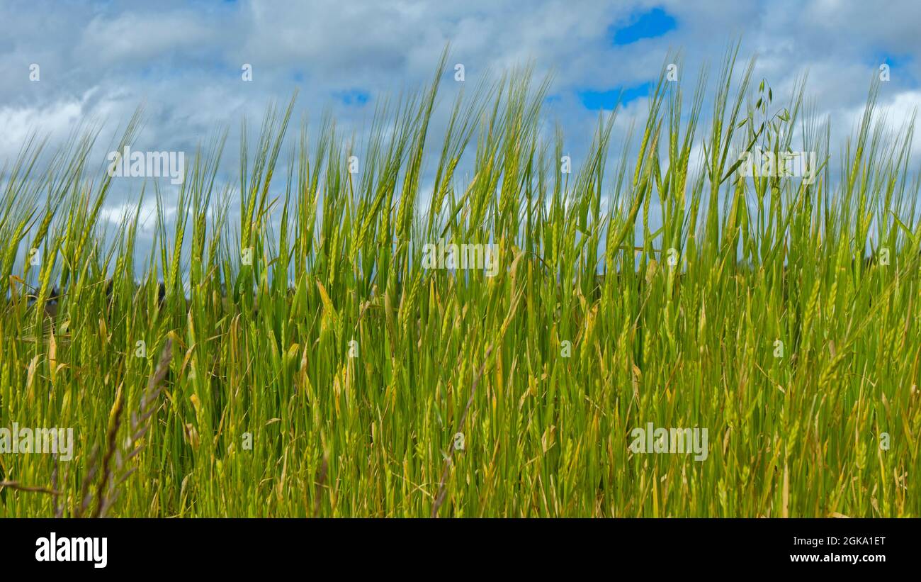 Vista ravvicinata delle spighe verdi di grano nel mezzo di un campo seminato con grano senza persone con un cielo blu nuvoloso sfondo Foto Stock