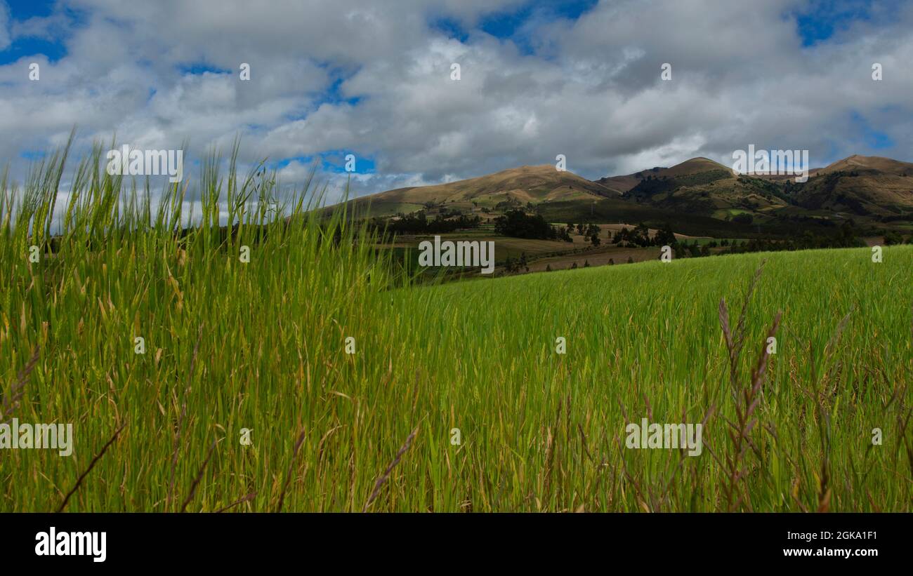 Primo piano alle orecchie verdi di grano nel mezzo di un campo seminato di grano senza persone con uno sfondo di montagne e cielo blu nuvoloso Foto Stock