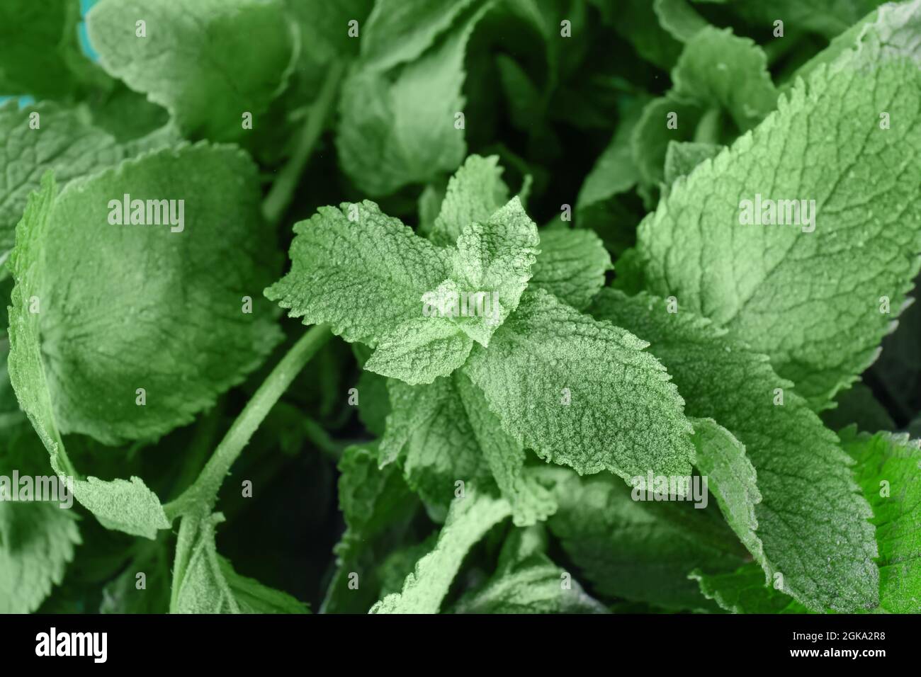 Menta verde congelata, primo piano Foto stock - Alamy