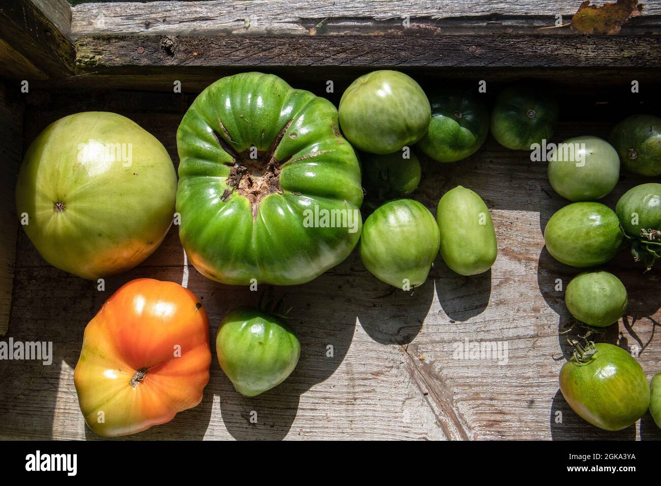 Pomodori fatti in casa. Alimenti biologici e non chimici. Vegetariano e vegano. Foto Stock