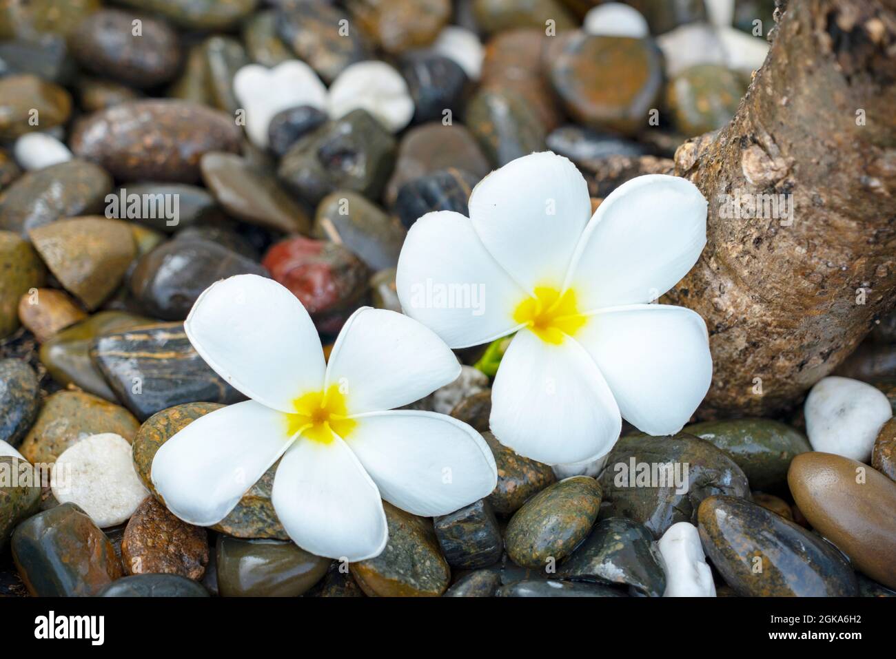 Plumeria fiore bianco e sfondo spiaggia. pagoda su spiaggia di roccia, concetto estivo Foto Stock