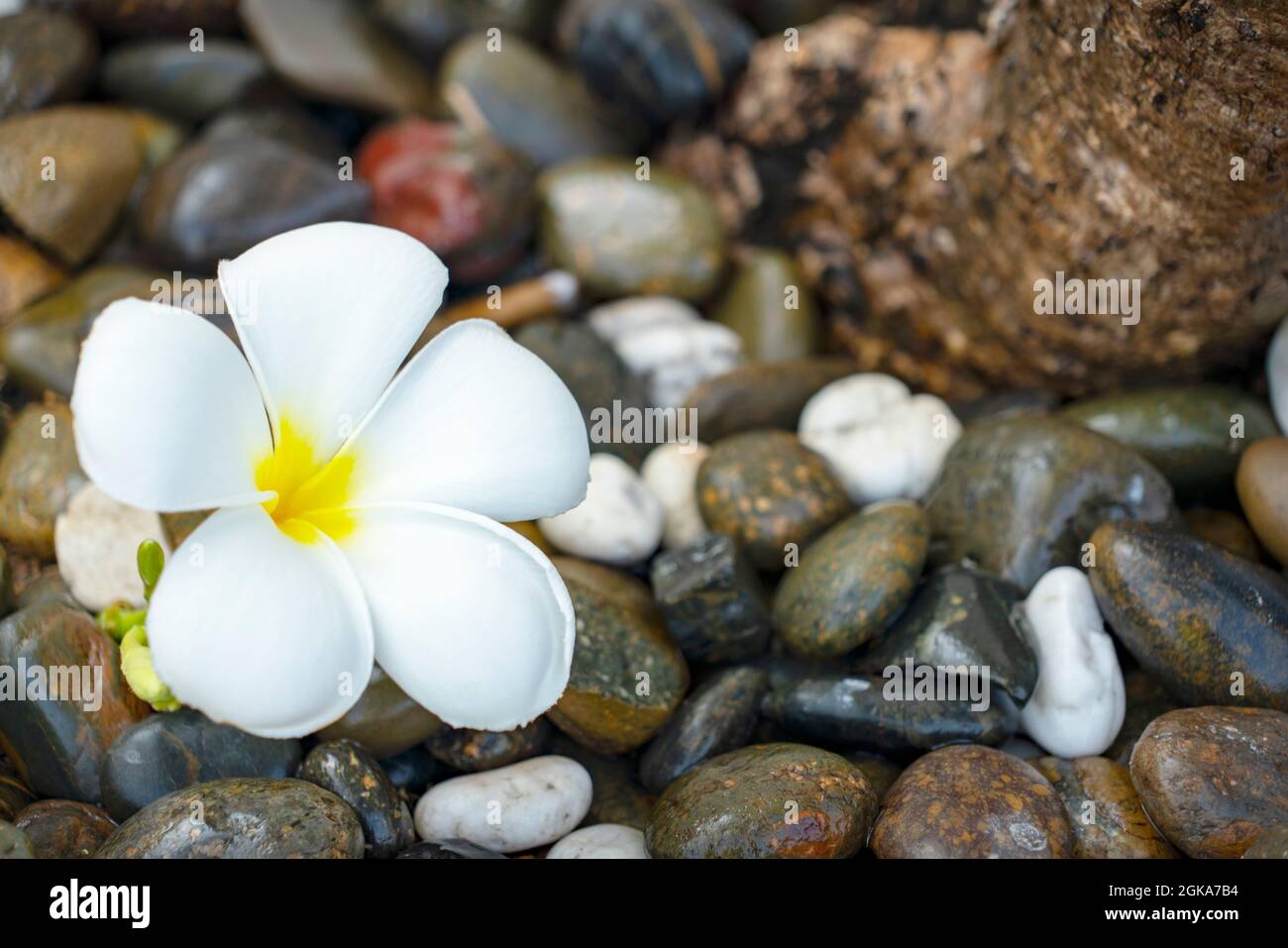 Plumeria fiore bianco e sfondo spiaggia. pagoda su spiaggia di roccia, concetto estivo Foto Stock