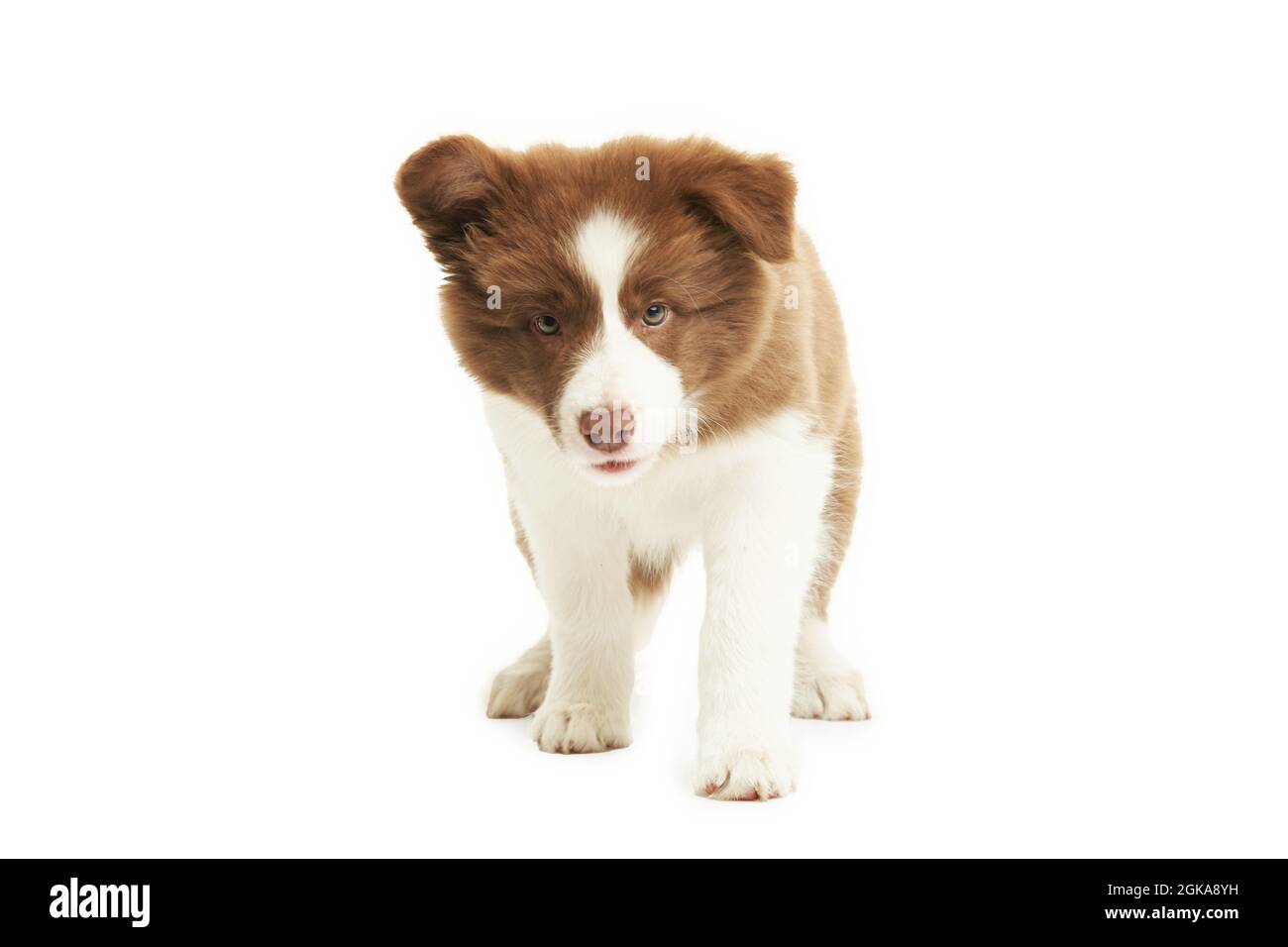 Marroni bianco cucciolo bordo collie su sfondo bianco. Foto Stock