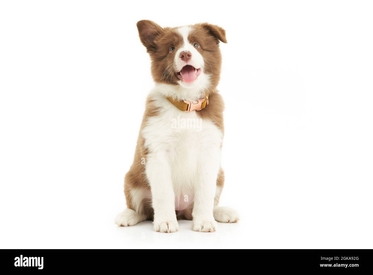Marroni bianco cucciolo bordo collie su sfondo bianco. Foto Stock