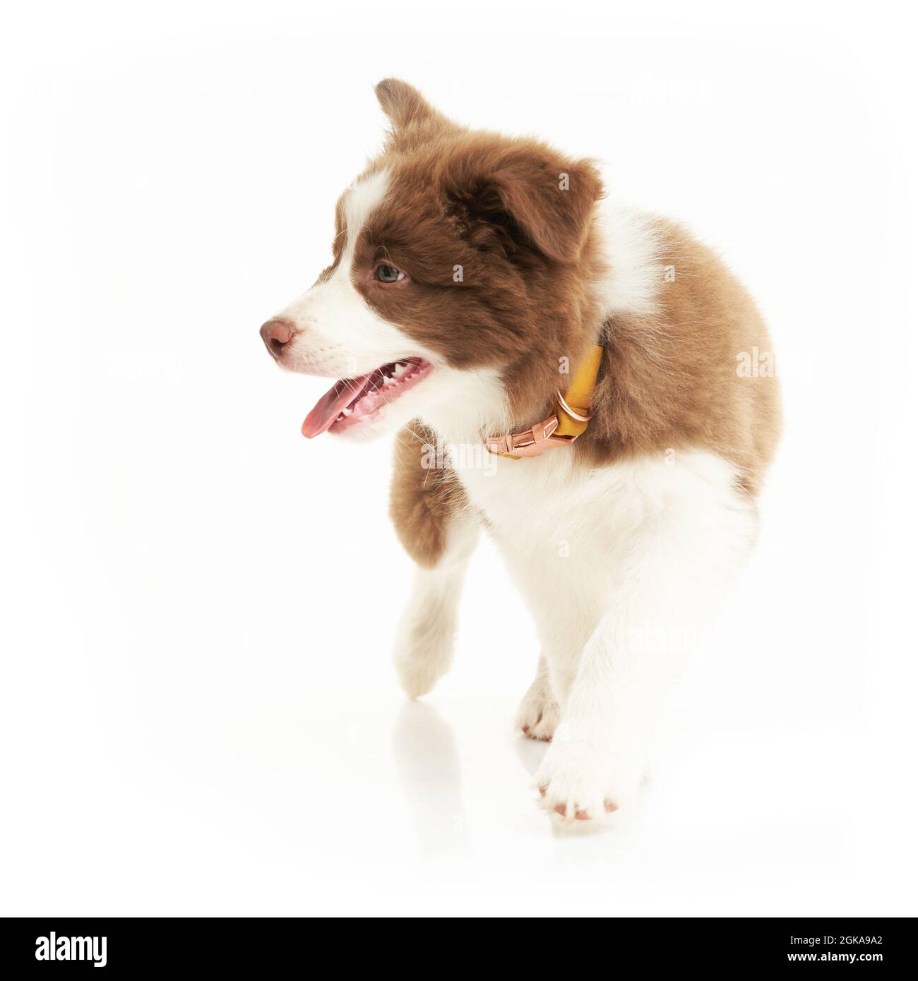 Marroni bianco cucciolo bordo collie su sfondo bianco. Foto Stock