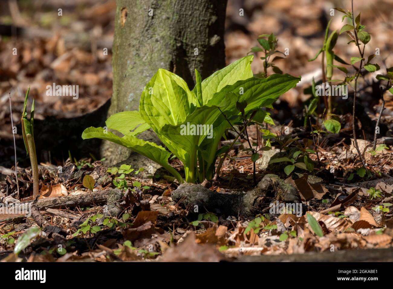 Il cavolo di Skunk (Symplocarpus foetidus) è una delle prime piante autoctone a crescere e fiorire all'inizio della primavera nel Wisconsin. Foto Stock