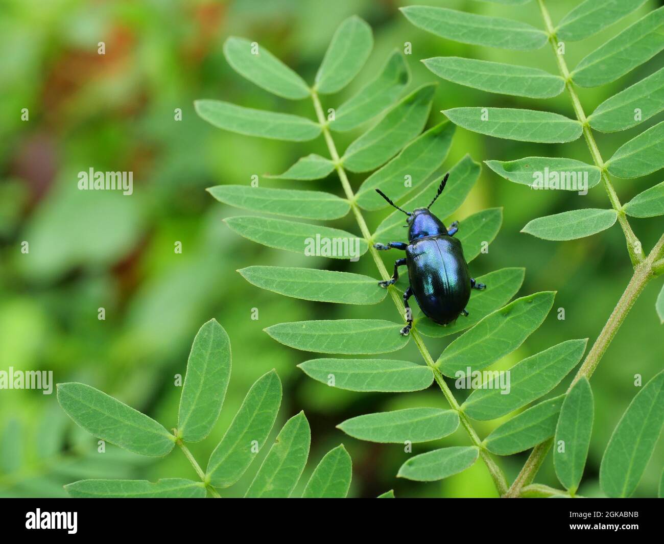 Coleottero di ontano ( Agelastica alni ) su pianta di foglie con sfondo verde naturale, bagliore nero e blu sul corpo di uno scarabeo tropicale Foto Stock
