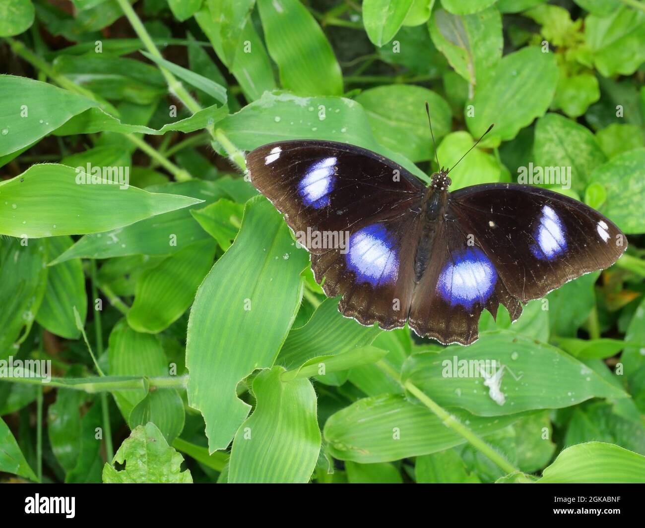 Strisce bianche di Trey sull'ala marrone scuro e blu della Grande farfalla delle uova, insetto su pianta di albero di foglie con sfondo verde naturale, Thailandia Foto Stock