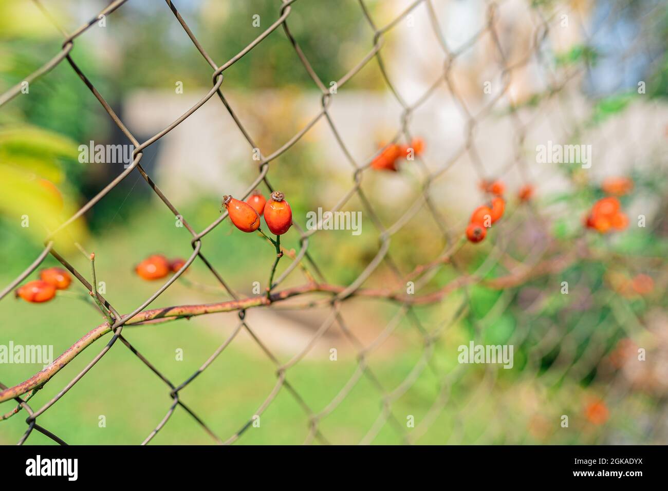 Fianchi di rosa su una rete di recinzione hedge. Tessendo ramo di rosa anca con frutti maturi su recinzione in cortile Foto Stock