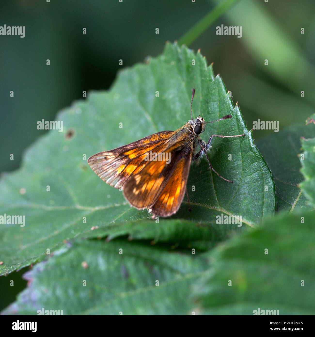 Farfalla skipper grande (Ochlodes sylvanus); femmina di riposo Foto Stock