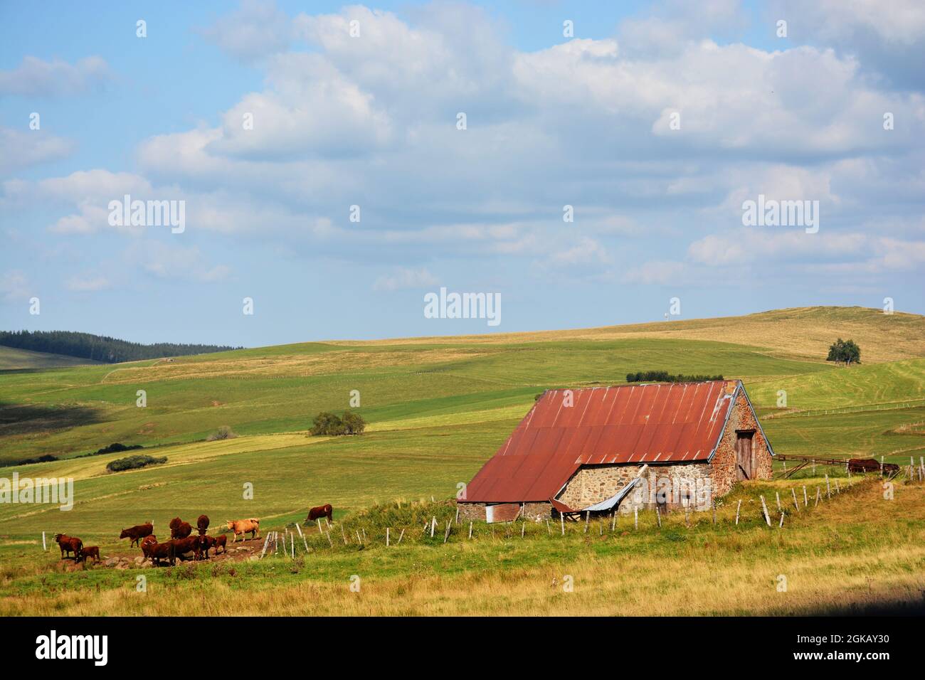 Bestiame al pascolo vicino a una fattoria di montagna di altopiano Cezallier vicino a la Godivelle, dipartimento Puy-de-Dome, regione Auvergne-Rhone-Alpes, Massif-Central, Franc Foto Stock