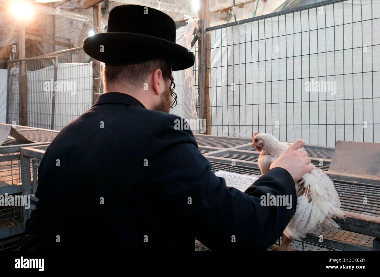 Un ebreo ultra-ortodosso tiene un pollo mentre esegue la cerimonia Kapparot  davanti a Yom Kippur nel quartiere di Mea Shearim, un'enclave  ultra-ortodossa a Gerusalemme, Israele. Kapparot è un consueto rituale di  espiazione