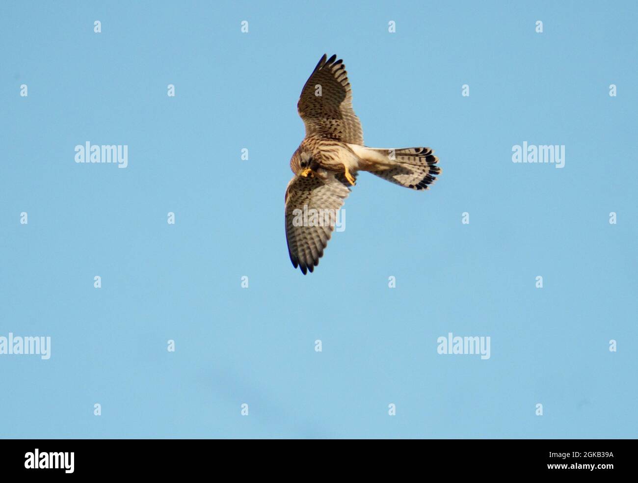 Gheppio comune, Falco tinnunculus, single femmina in volo o hovering, Warwickshire, agosto 2021 Foto Stock