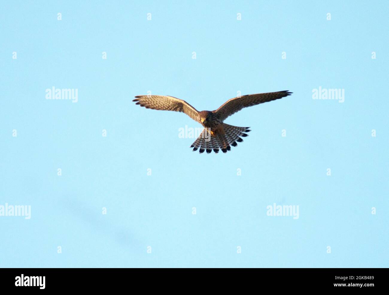 Gheppio comune, Falco tinnunculus, single femmina in volo o hovering, Warwickshire, agosto 2021 Foto Stock