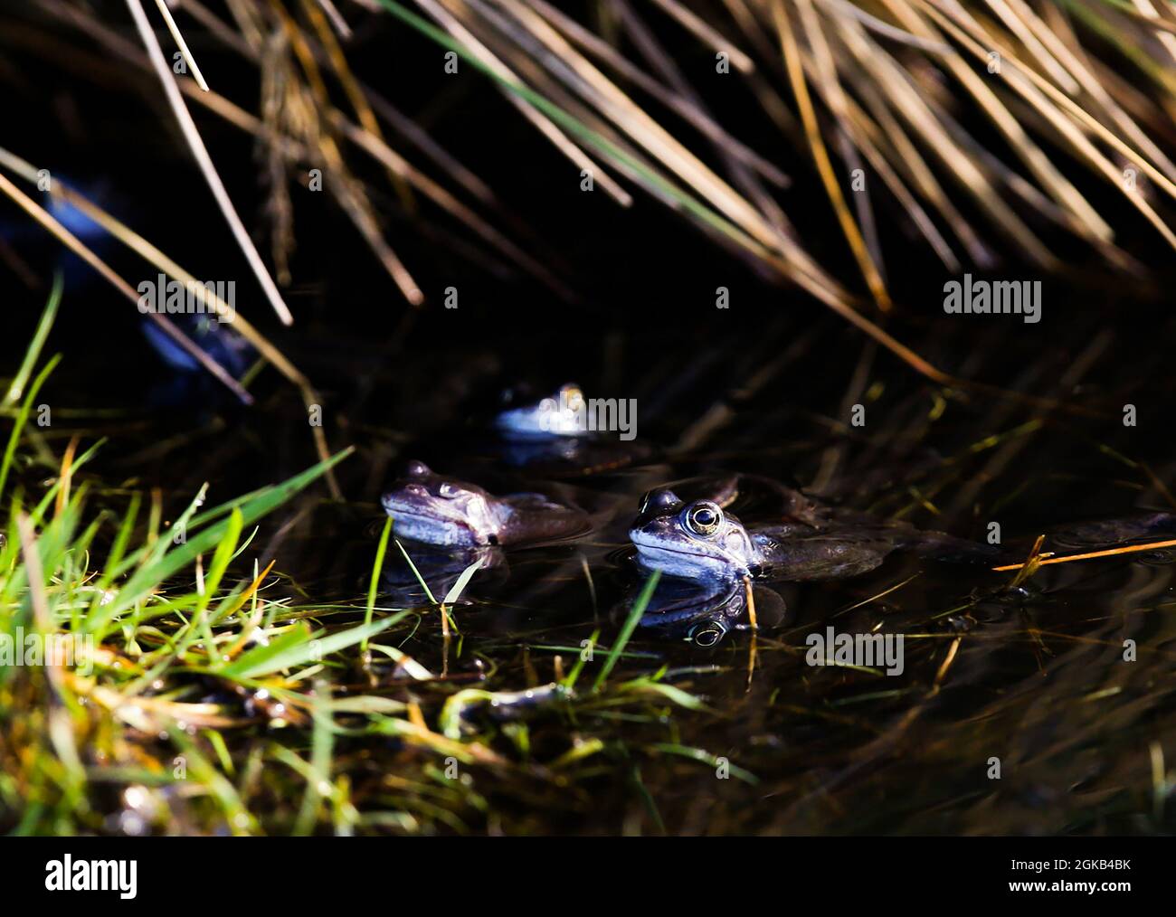 Froglets Godetevi il sole mattutino nello stagno Marsh-Wiggle in Orangefield Park, a est di Belfast, Irlanda del Nord. Foto Stock