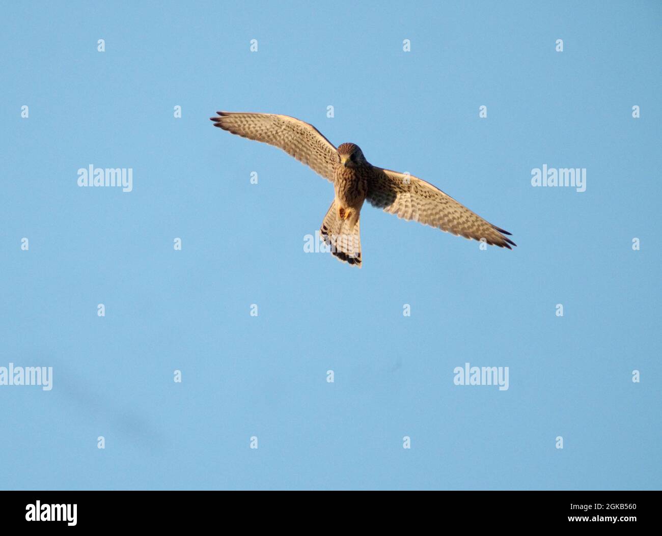 Gheppio comune, Falco tinnunculus, single femmina in volo o hovering, Warwickshire, agosto 2021 Foto Stock