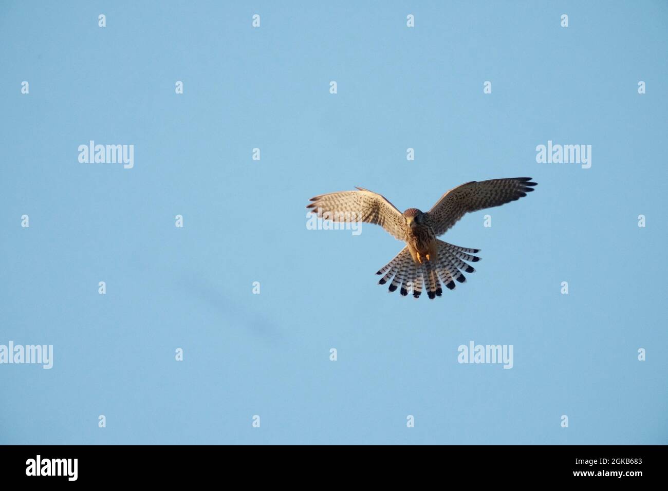 Gheppio comune, Falco tinnunculus, single femmina in volo o hovering, Warwickshire, agosto 2021 Foto Stock