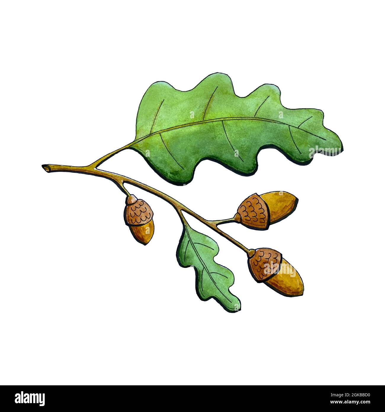 Ramo di quercia con acorno e foglie di quercia acquerello, elemento di decorazione autunnale. Disegno a mano, scarabocchiatura. Illustrazione vettoriale Illustrazione Vettoriale