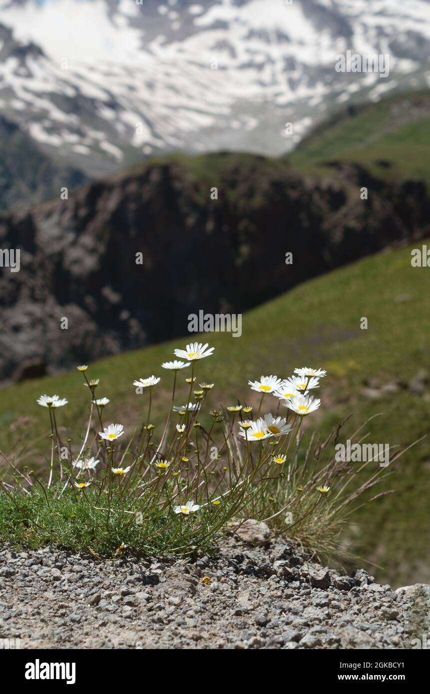 Le margherite in fiore crescono nella roccia. Fiori selvatici di montagna su uno sfondo di montagne innevate. Primo piano. Foto Stock