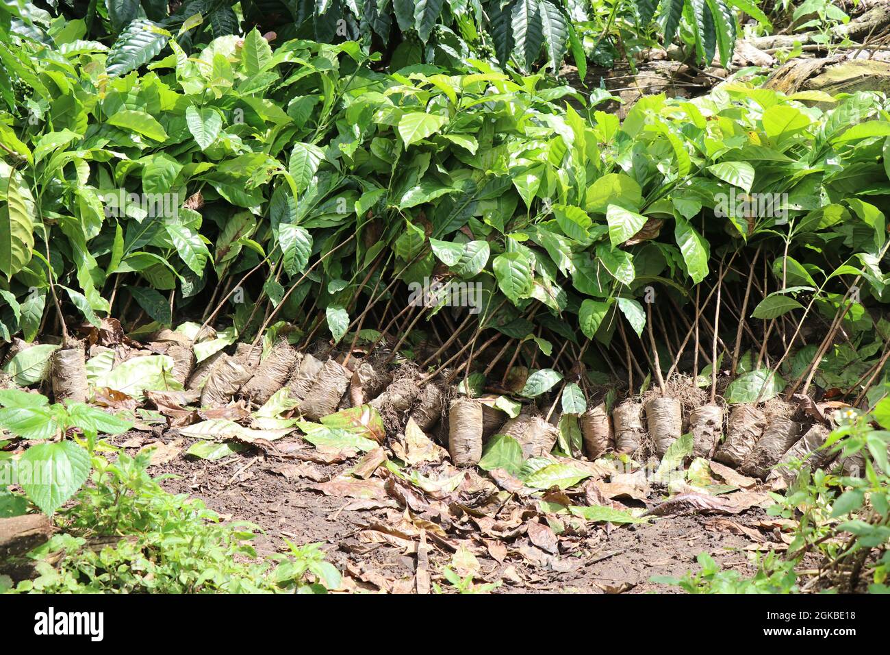 Piantine di piante di robusta allineate, gruppo di piante di caffè di robusta che crescono in borse per vivai pronte per essere piantate a terra Foto Stock