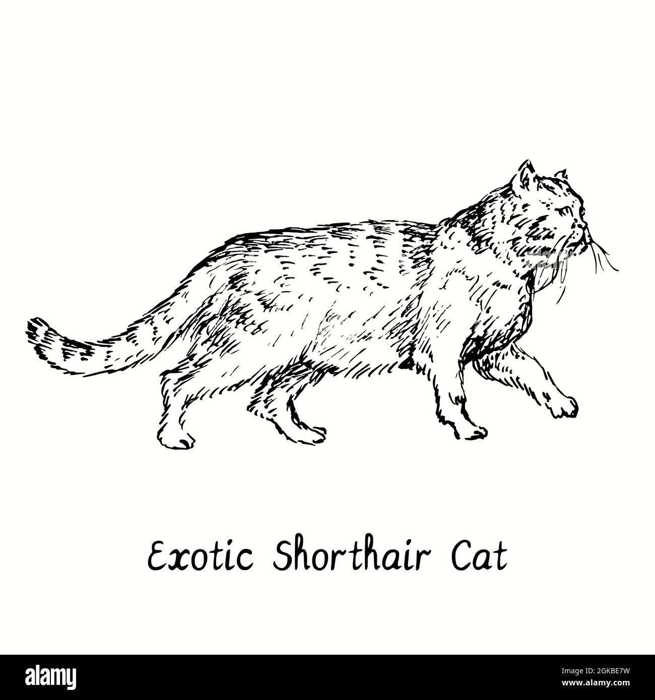 Esotico Shortair Cat vista laterale in piedi. Disegno in bianco e nero in legno. Foto Stock