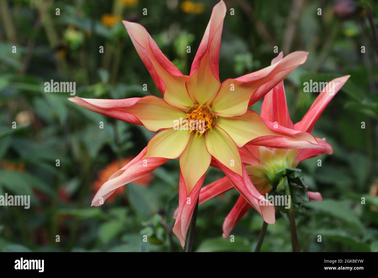 fiore rosa e giallo a forma di stella Foto Stock