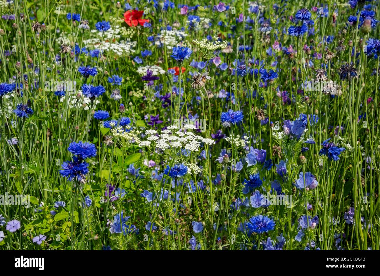 Primo piano di fiori selvatici blu e bianchi in un prato confine giardino in estate Inghilterra Regno Unito GB Gran Bretagna Foto Stock