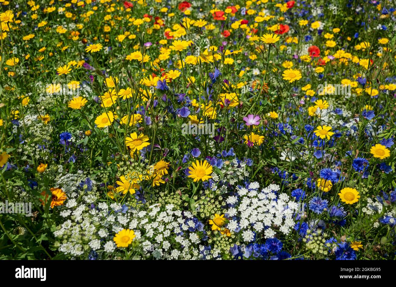 Primo piano di fiori selvatici gialli corn marigolds fiori selvatici in un prato confine giardino in estate Inghilterra GB Gran Bretagna Foto Stock