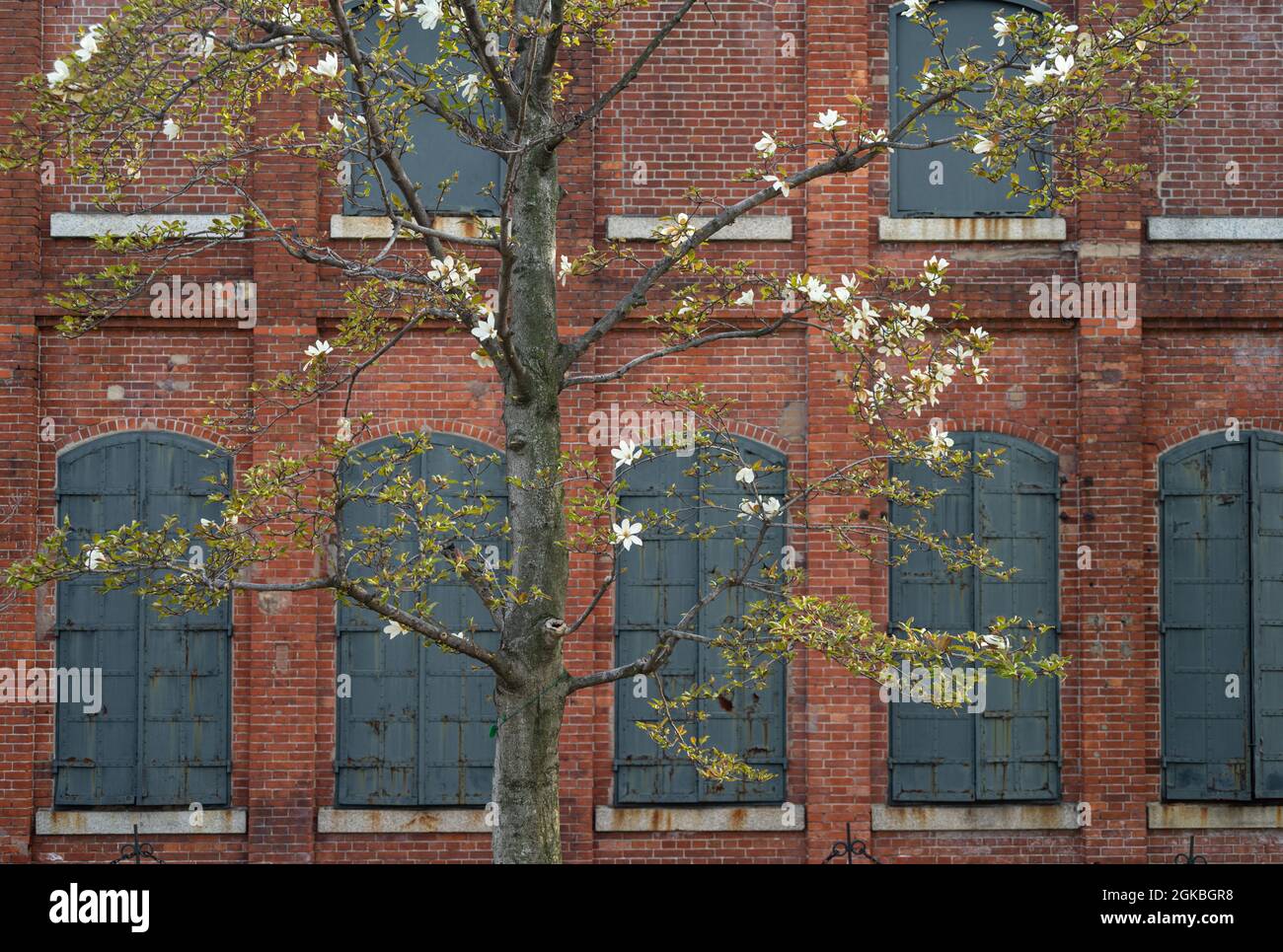 Fiorente albero Magnolia Kobus di fronte a un edificio in mattoni rossi con persiane in ferro. Primavera. Foto Stock