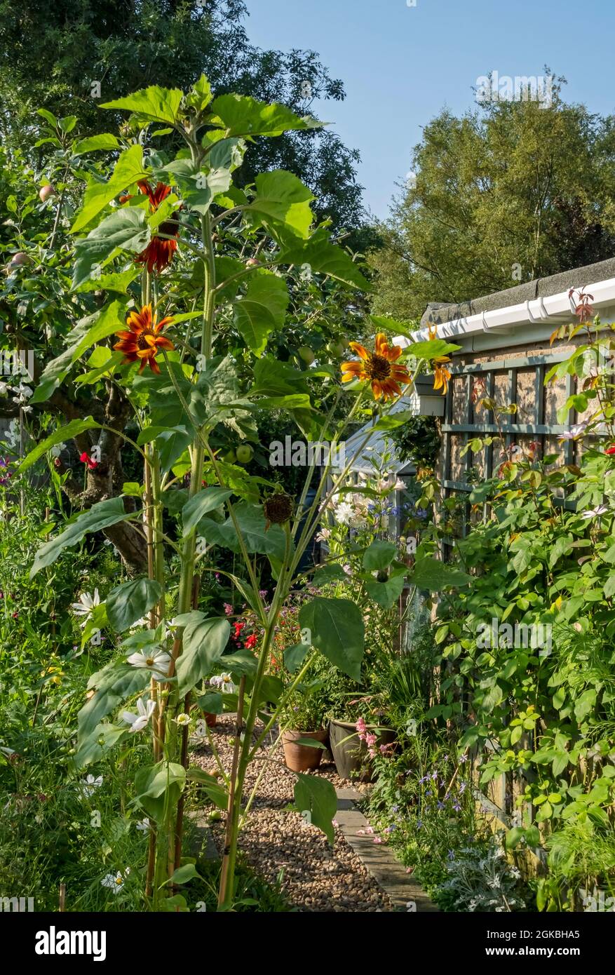 Piante girasoli e fiori in un giardino inglese posteriore in estate Inghilterra Regno Unito GB Gran Bretagna Foto Stock