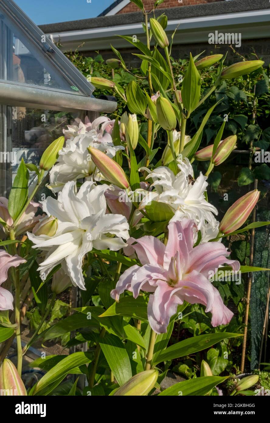 Primo piano di rosa e bianco doppio gigli orientali fiori che crescono nel giardino in estate Inghilterra Regno Unito GB Gran Bretagna Foto Stock