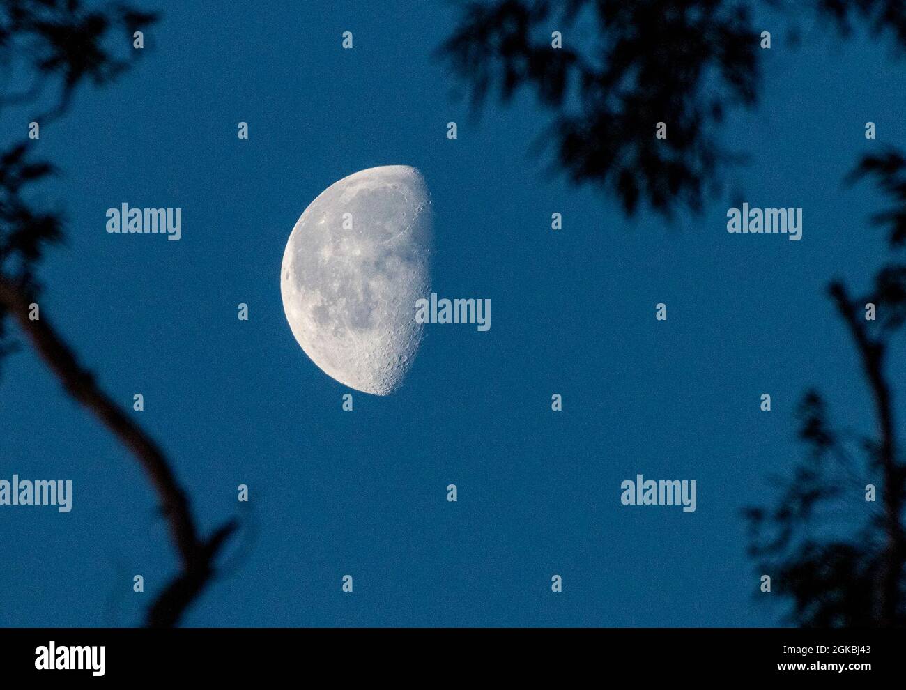 La mattina del 4 marzo 2021, presso la base dell'aeronautica di Travis, California, si sforza la luna che si deprime. Le fasi della luna determinano l'ora del giorno in cui la luna si alza o si imposta. Foto Stock