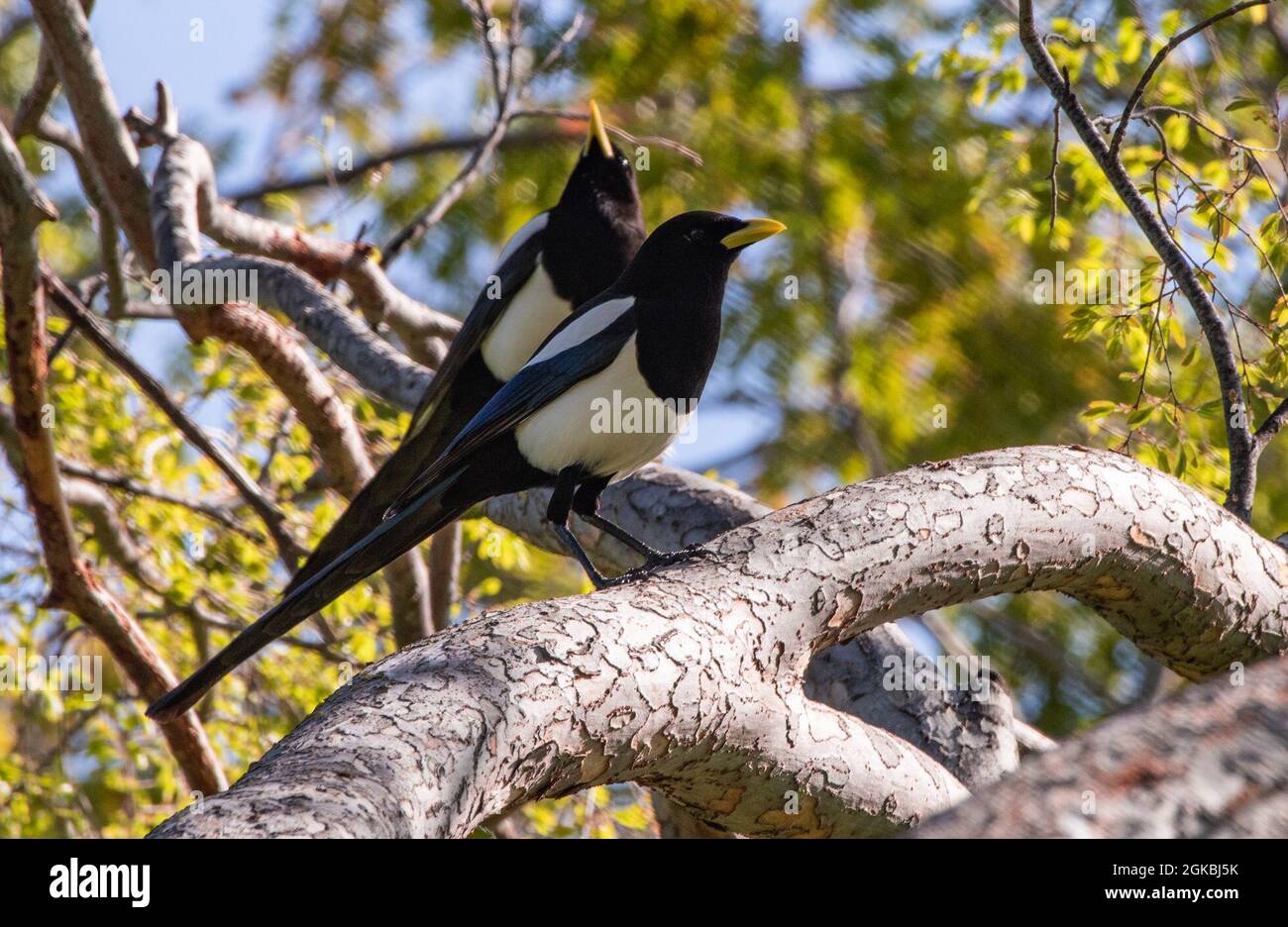 Una coppia di magpie con fattura gialla perch su un ramo dell'albero 4 marzo 2021, alla base dell'aeronautica di Travis, California. Il magpie con fattura gialla è limitato allo stato degli Stati Uniti della California. Questi uccelli abitano la Central Valley della California settentrionale e le adiacenti colline e montagne di chaparral. Il programma di risorse naturali della Travis AFB è responsabile di indagini, analisi e documentazione di specie minacciate e in pericolo, zone umide, risorse forestali e altri studi sul campo. Foto Stock