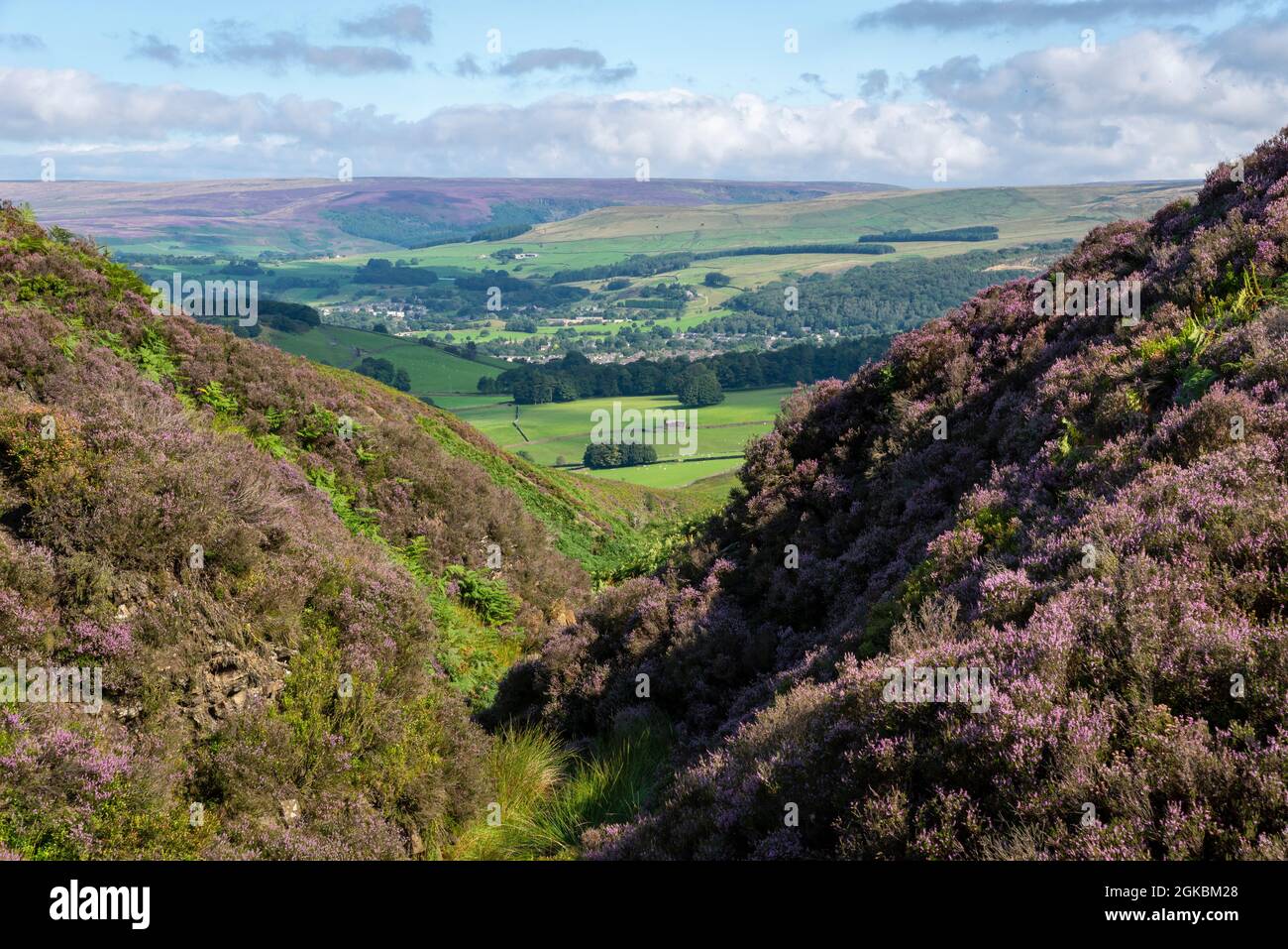 Vista di Glossop dalla brughiera di erica sopra Moorfield in Derbyshire, Inghilterra. Foto Stock