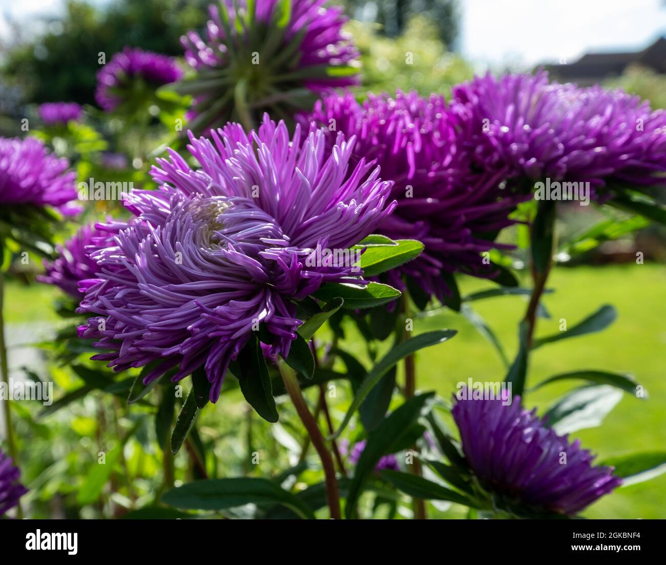 Fiori di colore viola intenso di nome Pavlova Blue. I fiori sono annuali, e  sono stati fotografati in una giornata di sole a fine estate in un subur  Foto stock - Alamy